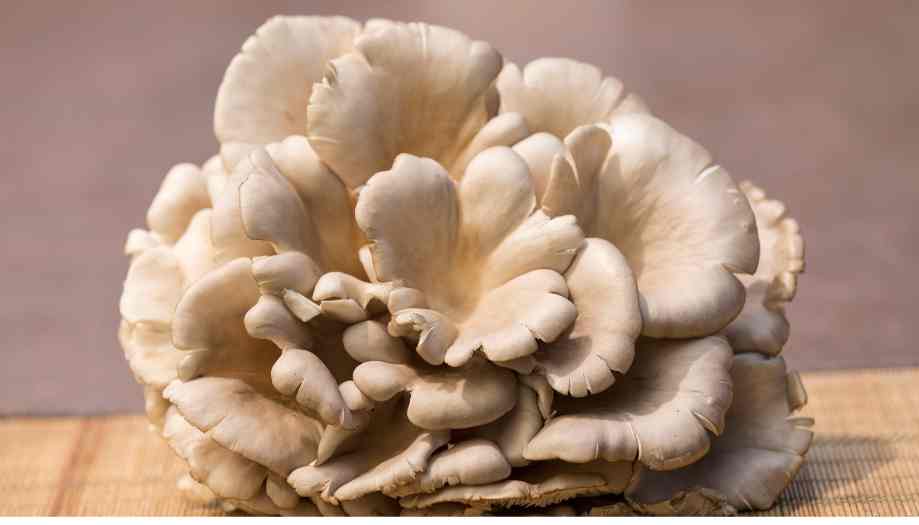 Mushroom Growing for Beginners Graphic